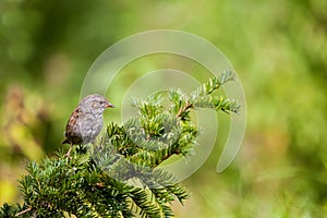 Dunnock