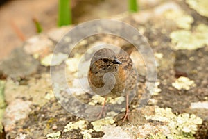 Dunnock