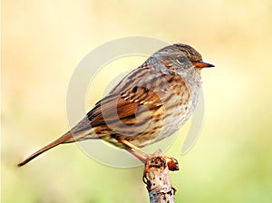 Dunnock