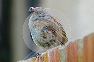 Dunnock with avian pox on red fence