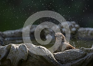 Dunnock bird in the bird bath