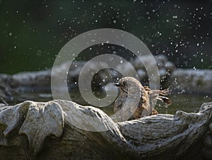 Dunnock bird in the bird bath