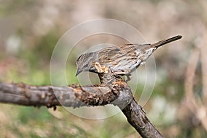 Dunnock bird on a branch