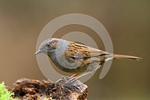 Dunnock bird