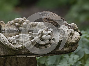 Dunnock bird on a bird bath