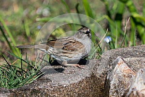 Dunnock bird on the ground