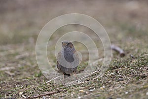 Dunnock bird perched