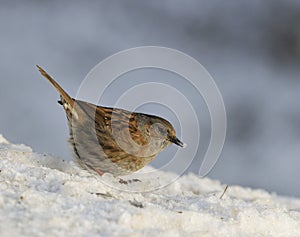 Dunnock or Hedge Sparrow