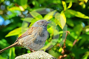 A dunnock or hedge sparrow bird. (prunella modularis)