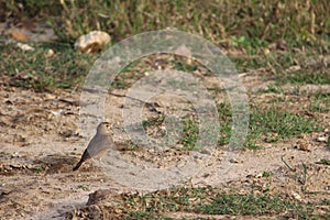 A dunnock or hedge sparrow on the ground gives a special pose. Coppery color of this bird body looks amazing with tail and beak