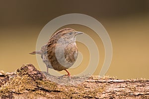 Dunnock