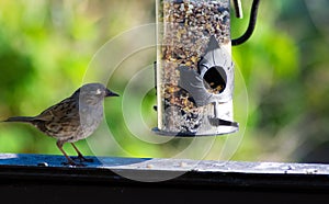 Dunnock looking cautiously at feeder.