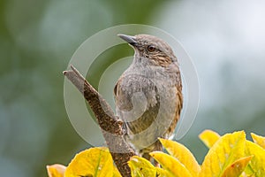 A Dunnock