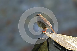 Dunnock perching in garden