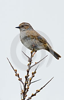 Dunnock (Prunella modularis)