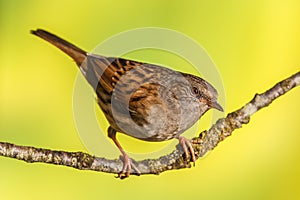 Dunnock, Prunella modularis