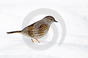 Dunnock, Prunella modularis