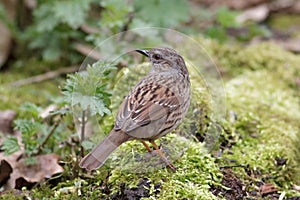 Dunnock (Prunella modularis)