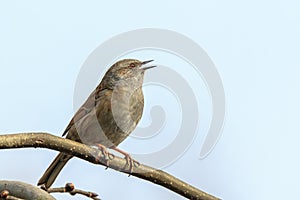 Dunnock Prunella modularis bird singing during Springtime