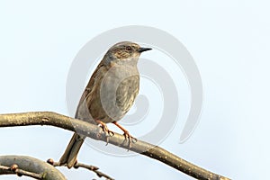 Dunnock Prunella modularis bird singing during Springtime