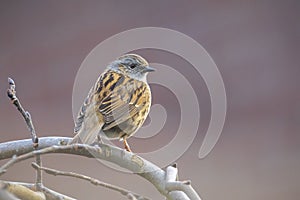 Dunnock Prunella modularis bird singing during Springtime