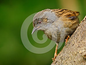 Dunnock (Prunella modularis)
