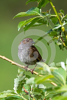 Dunnock, Prunella modularis, High Tatras, slovakia