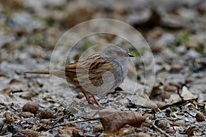 Dunnock (Prunella modularis) looking for food on the ground in garden