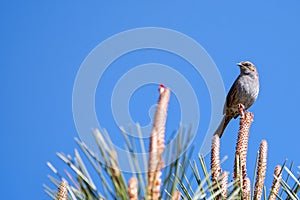 Dunnock, prunella modularis perched with blue sky in the background