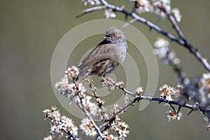Dunnock, prunella modularis perched on a branch