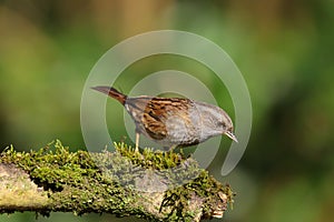 Dunnock Prunella modularis perched on a mossy branch
