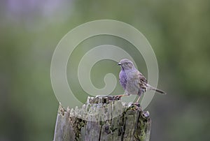 Dunnock Prunella modularis perched on an old tree trunk.