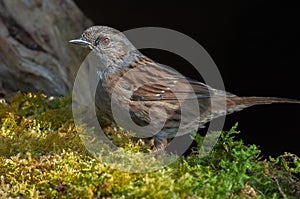Dunnock (Prunella modularis) resting in the forest in winter