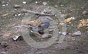 Dunnock Prunella modularis searches for food on the forest floor