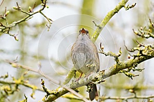 Dunnock (Prunella modularis) singing with beak wide open, taken in the UK