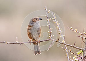 Dunnock - Prunella modularis singing in a blackthorn bush.