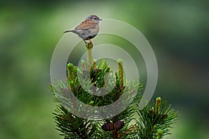 Dunnock, Prunella modularis, small passerine, found throughout temperate Europe and into Asian Russia. Bird sitting on the pine