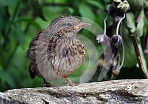 The dunnock (Prunella modularis) is a small passerine, or perching bird.