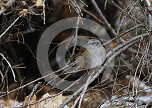 Dunnock (Prunella modularis) taking shelter in the bush from snowfall