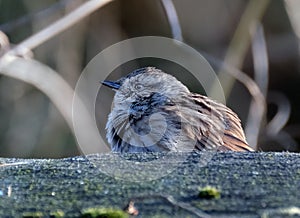 The dunnock is a small passerine, or perching bird,