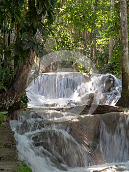 Dunns river falls flowing in forest