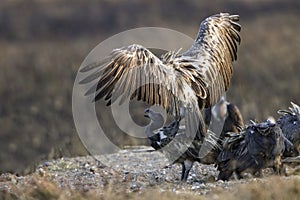 Dunsnavelgier, Slender-billed Vulture, Gyps tenuirostris