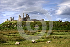 Dunstanburgh Castle and grazing sheep