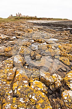 Dunstanburgh Castle and Lichen