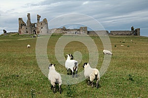 Dunstanburgh Castle View