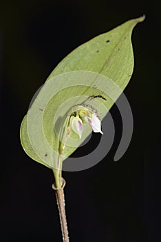 Dunsterville`s Lepanthes Orchid