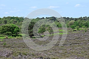 Dunwich Heath, Suffolk, England, UK