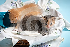 Duo of baby kittens in a basket