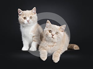 Duo British Shorthair kittens on black