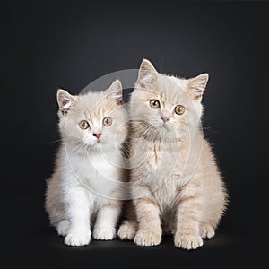 Duo British Shorthair kittens on black